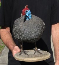 Real Helmeted Guineafowl (Numida meleagrisi) full mount with base 12-1/2 inches tall for $300 (Signature Required)