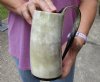 Polished buffalo horn mug measuring approximately 6 inches tall. You are buying the horn mug pictured for $26