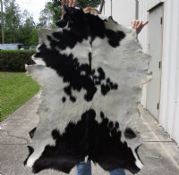 Real Goat Hide for sale (Capra aegagrus hircus) for sale 40 x 29 inches - review all photos - you are buying the goat hide pictured for $35 (holes)