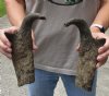 One pair (2 pc lot) of North American Pronghorn horns measuring 10 inches - you are buying the ones pictured for $32/lot (Broken tips) 