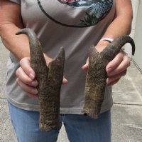 2 pc lot of North American Pronghorn horns measuring 11 inches - you are buying the ones pictured for $32/lot