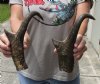2 pc lot of North American Pronghorn horns measuring 11-1/2 and 12 inches - you are buying the ones pictured for $32/lot