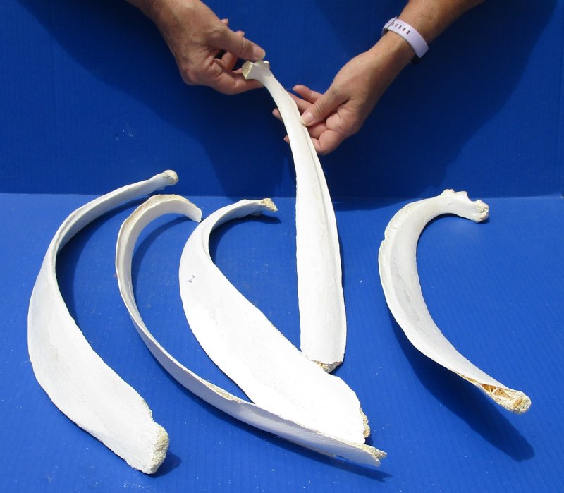 Water Buffalo (Bubalus bubalis) rib bone