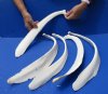 5 piece lot of 19 to 23 inch Water Buffalo (Bubalus bubalis) rib bones - Review all photos - you are buying the buffalo rib bones pictured for $45