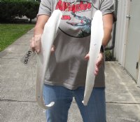 2 piece lot of 20 and 22 inch Water Buffalo (Bubalus bubalis) rib bones - Review all photos - you are buying the buffalo rib bones pictured for $21