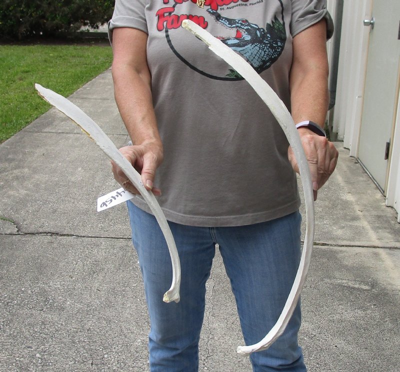 Water Buffalo (Bubalus bubalis) rib bone