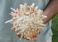 Spiny Oyster pair (Spondylus Leucacanthus) measuring 6 by 6-3/4 inches - You are buying the Spiny Oyster pair pictured for $26