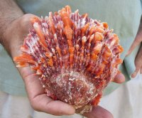 Spiny Oyster pair (Spondylus princeps) measuring 4-3/4 by 4-1/2 inches - You are buying the Spiny Oyster pair pictured for $21