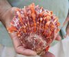 Spiny Oyster pair (Spondylus princeps) measuring 4-3/4 by 4-1/2 inches - You are buying the Spiny Oyster pair pictured for $21
