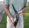 Polished Kudu horn for sale measuring 20 inches, for making a shofar.  You are buying the horn in the photos for $43