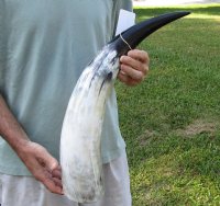 25 inch White Polished Indian water buffalo horn for sale - You are buying the one pictured for $45