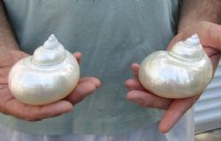 Two Pearlized Turban Shells measuring 4 inches (You are buying the two shells pictured) for $18/lot