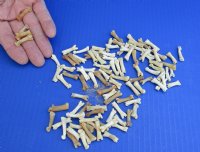 100 piece lot of Coyote toe bones measuring approximately 3/4 to 1 inches in length - you will receive the toe bones pictured for $32/lot