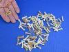 100 piece lot of Coyote toe bones measuring approximately 3/4 to 1 inches in length - you will receive the toe bones pictured for $32/lot