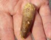Fossil Spinosaurus (Dinosaur) Tooth for sale measuring 2 inches long - You will receive the one pictured for $45.00