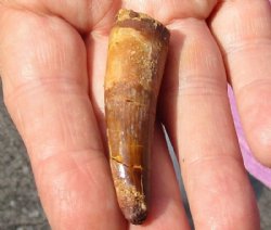 Fossil Spinosaurus (Dinosaur) Tooth for sale measuring 2 inches long for $45.00