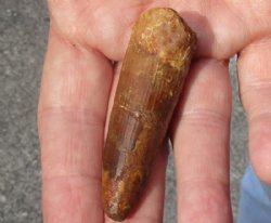 Fossil Spinosaurus (Dinosaur) Tooth for sale measuring 2-1/2 inches long for $45.00