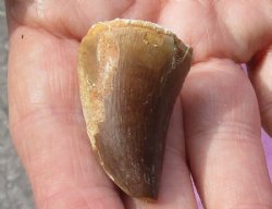 Fossil Mosasaur (Marine Reptile)Tooth for sale measuring 1-1/4 inches long for $17.00
