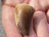 Fossil Mosasaur (Marine Reptile)Tooth for sale measuring 1-1/4 inches long - You will receive the one pictured for $17.00