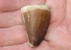 Fossil Mosasaur (Marine Reptile)Tooth for sale measuring 1-1/4 inches long - You will receive the one pictured for $17.00