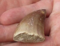 Fossil Mosasaur (Marine Reptile)Tooth for sale measuring 1 inches long - You will receive the one pictured for $17.00