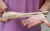A-Grade 9 inch by 1-3/4 inch longnose gar skull (Lepisosteus osseus).  You are buying the skull pictured for $70