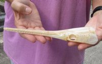 A-Grade 9 inch by 1-3/4 inch longnose gar skull (Lepisosteus osseus) for $70