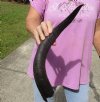 Kudu horn for sale measuring 20 inches, for making a shofar.  You are buying the horn in the photos for $37.00