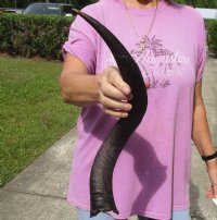 Kudu horn for sale measuring 20 inches, for making a shofar for $37.00