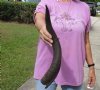 Kudu horn for sale measuring 20 inches, for making a shofar.  You are buying the horn in the photos for $37.00