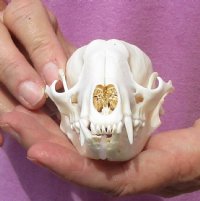 Raccoon Skull measuring 4-3/8 inches long for $30