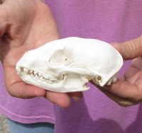 Raccoon Skull measuring 4-3/8 inches long for $30