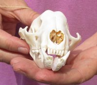 Raccoon Skull measuring 4-1/2 inches long for $26