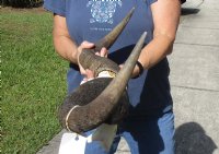 Blue wildebeest skull plate and horns 25 inches wide for $45