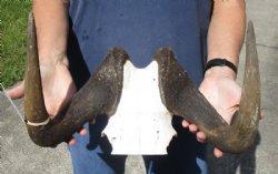 15 inch wide Female Black Wildebeest skull plate with horns for $53
