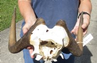 15 inch wide Female Black Wildebeest skull plate with horns for $53