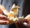 African Spring Hare Skull measuring 3-1/2 inches long for $35