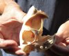 African Spring Hare Skull measuring 3-1/2 inches long.  You are buying the skull pictured for $35