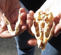 African Spring Hare Skull measuring 3-1/2 inches long for $35