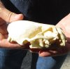 North American River Otter Skull 4-1/2 inches long - You are buying this one for $43