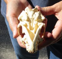 North American River Otter Skull 4-1/4 inches long for $43
