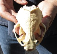 North American River Otter Skull 4-1/2 inches long for $43