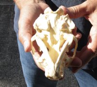 North American River Otter Skull 4-1/2 inches long for $43
