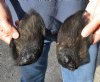 2 piece lot of Wild Boar ears measuring 5 to 6 inches long - You are buying the lot of ears pictured for $20