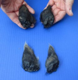 4 piece lot of Wild Boar ears measuring 3 to 4 inches long - $5