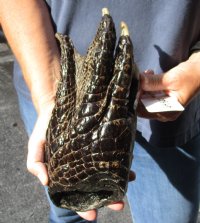 One Preserved in formaldehyde Florida Alligator Foot/Feet for sale 10-3/4 inches long - you are buying the foot pictured for $50