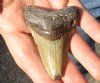 One Megalodon Fossil Shark Tooth (Carcharocles megalodon) measuring approximately 2-3/4 inches long - You are buying the one in the picture for $32 (High Quality)