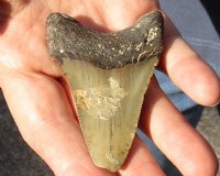 One Megalodon Fossil Shark Tooth (Carcharocles megalodon) measuring approximately 2-3/4 inches long - You are buying the one in the picture for $32 (High Quality)