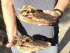 2 piece lot of 7-3/4 and 8 inch Sun Dried Alligator Skulls - You are buying the gator skulls shown for $24/lot