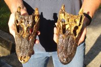 2 piece lot of 7-3/4 and 8 inch Sun Dried Alligator Skulls - You are buying the gator skulls shown for $24/lot